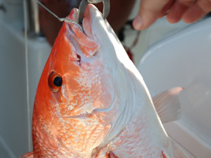 snapper up close