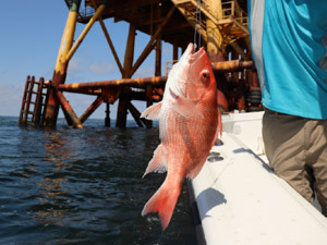 snapper rig