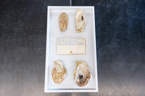 Oyster shells for carbon dating