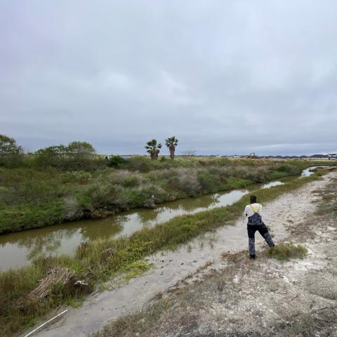 Scouting for tarpon