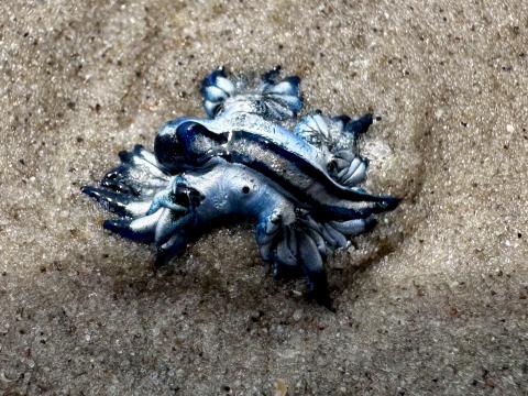 Blue dragon washed up on beach