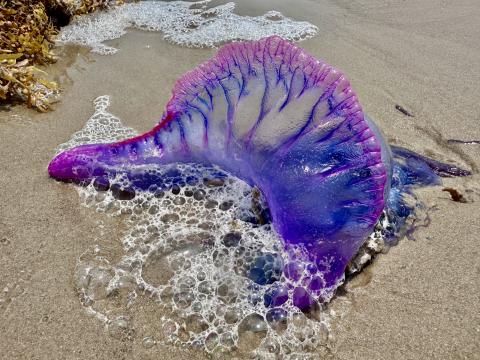 Portuguese Man o War