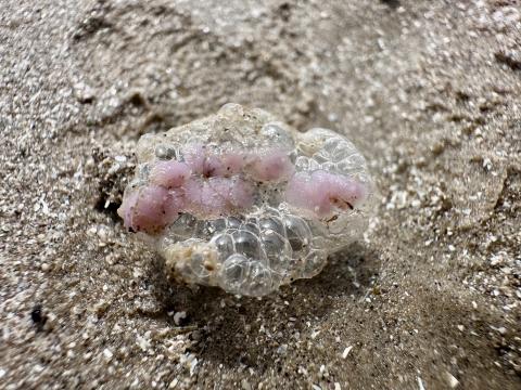 Purple sea snail bubble raft with eggs