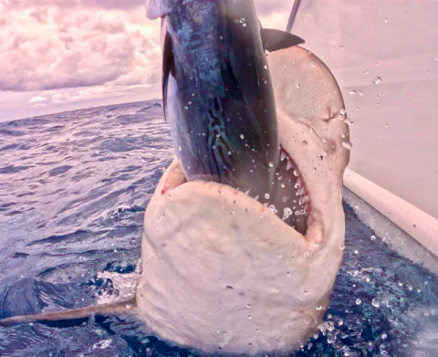 Sandbar Shark Depradating Fish
