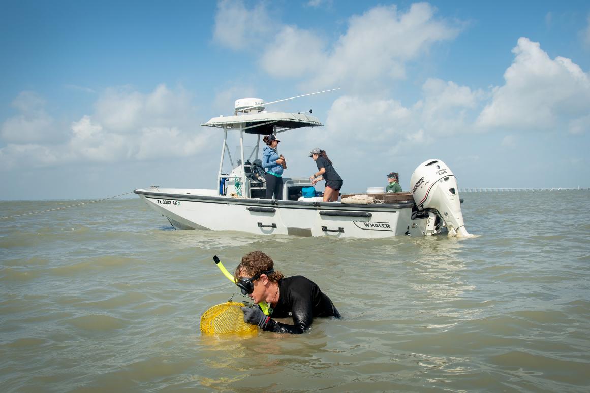 Aransas Bay oyster research