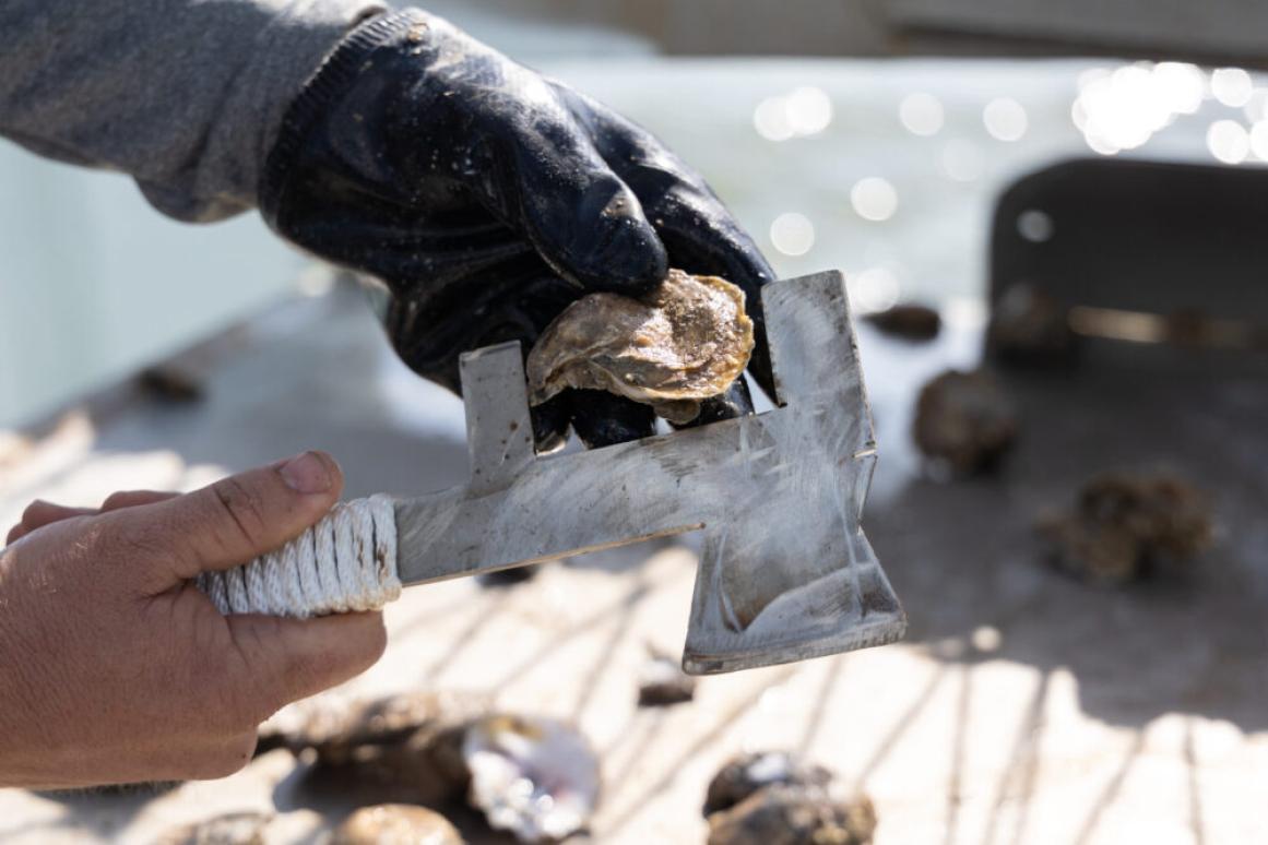 measuring oysters