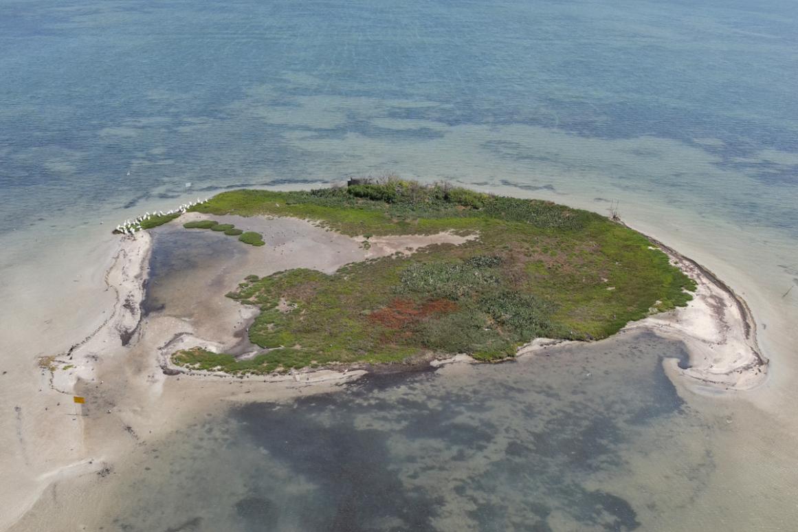 Waterbird colony nesting island