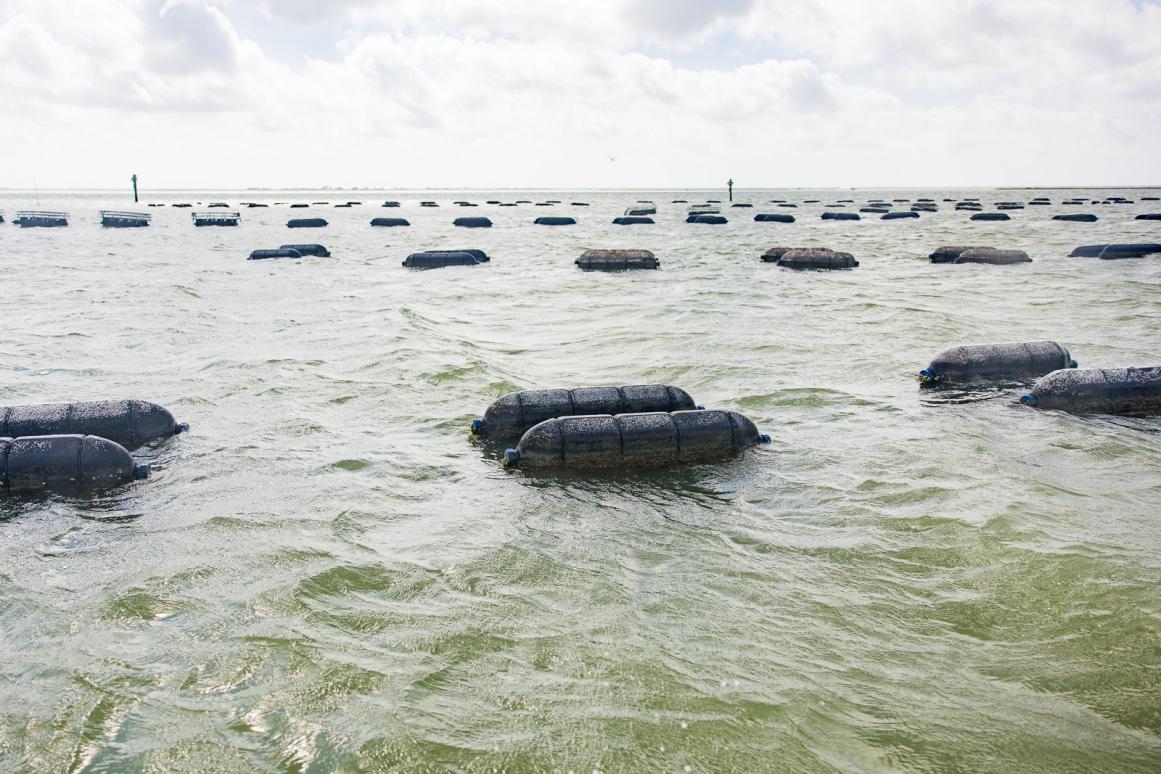 Texas oyster farm cages 