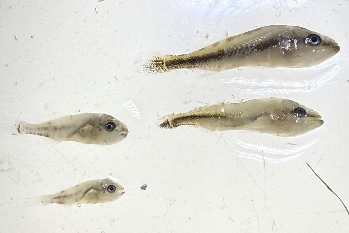 Young red fish