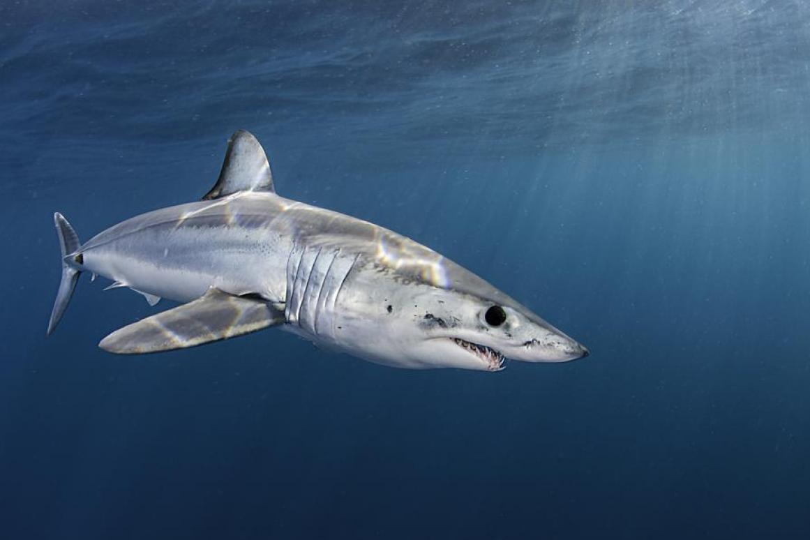 mako shark