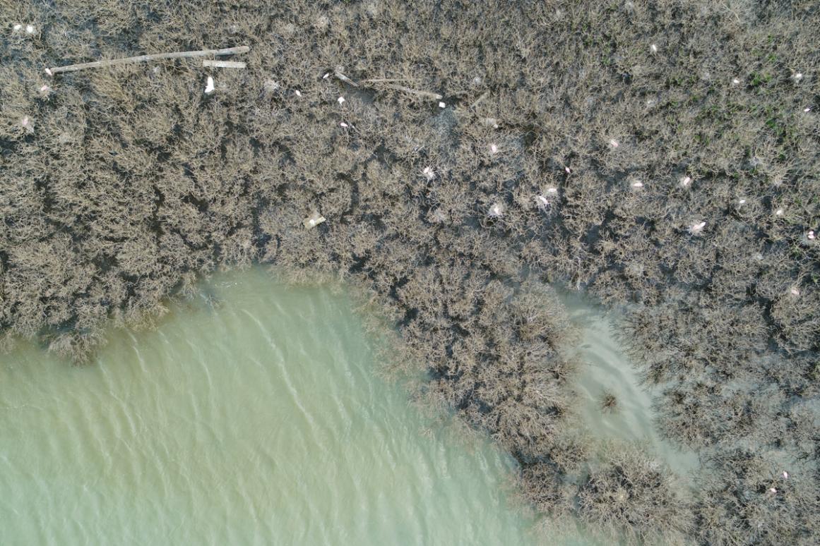 Aerial image of nesting waterbirds in Texas bay