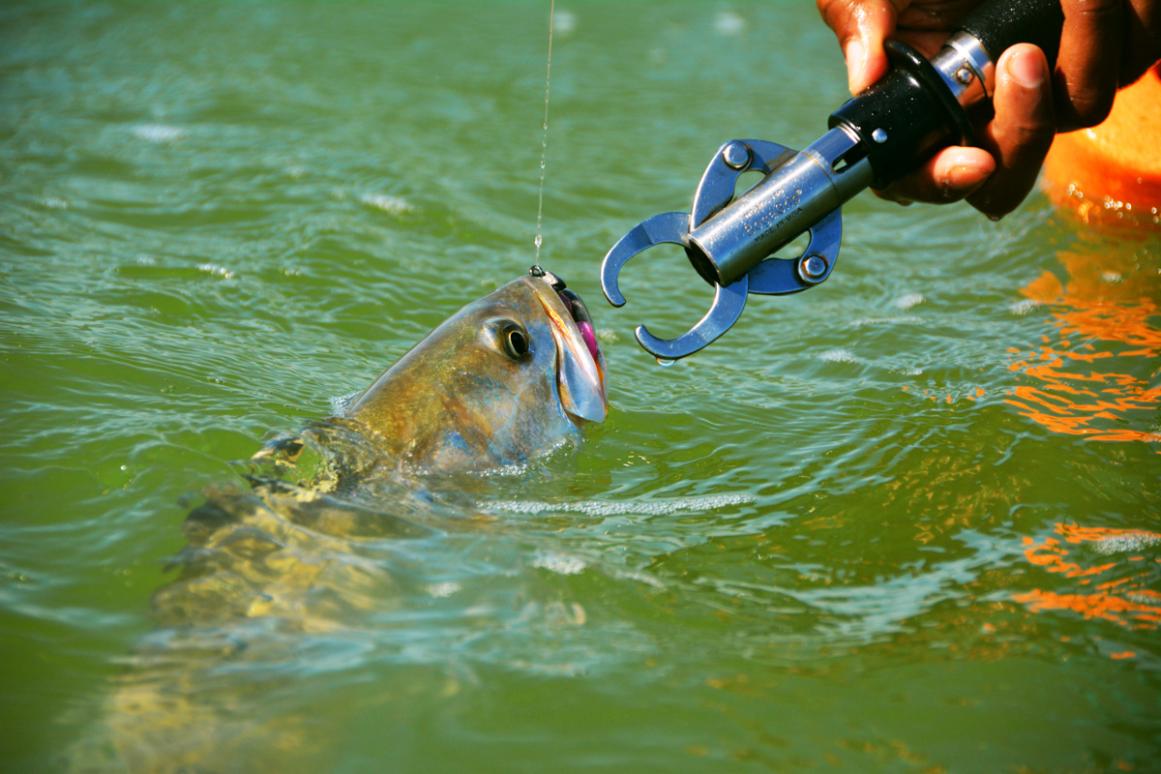 angler landing a spotted seatrout