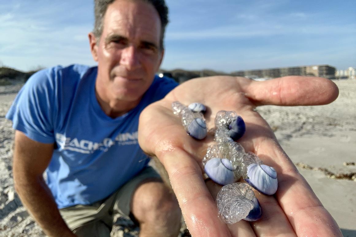 Jace Tunnell with a handful of purple sea snails