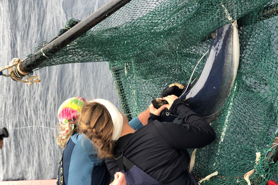 Shark tagging at Harte Research Institute