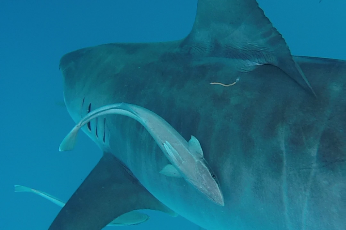 Shark Week Close