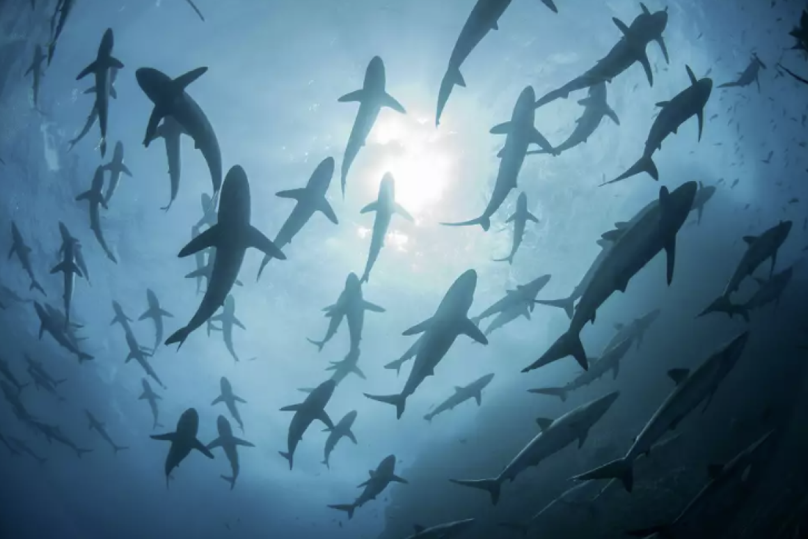 school of sharks