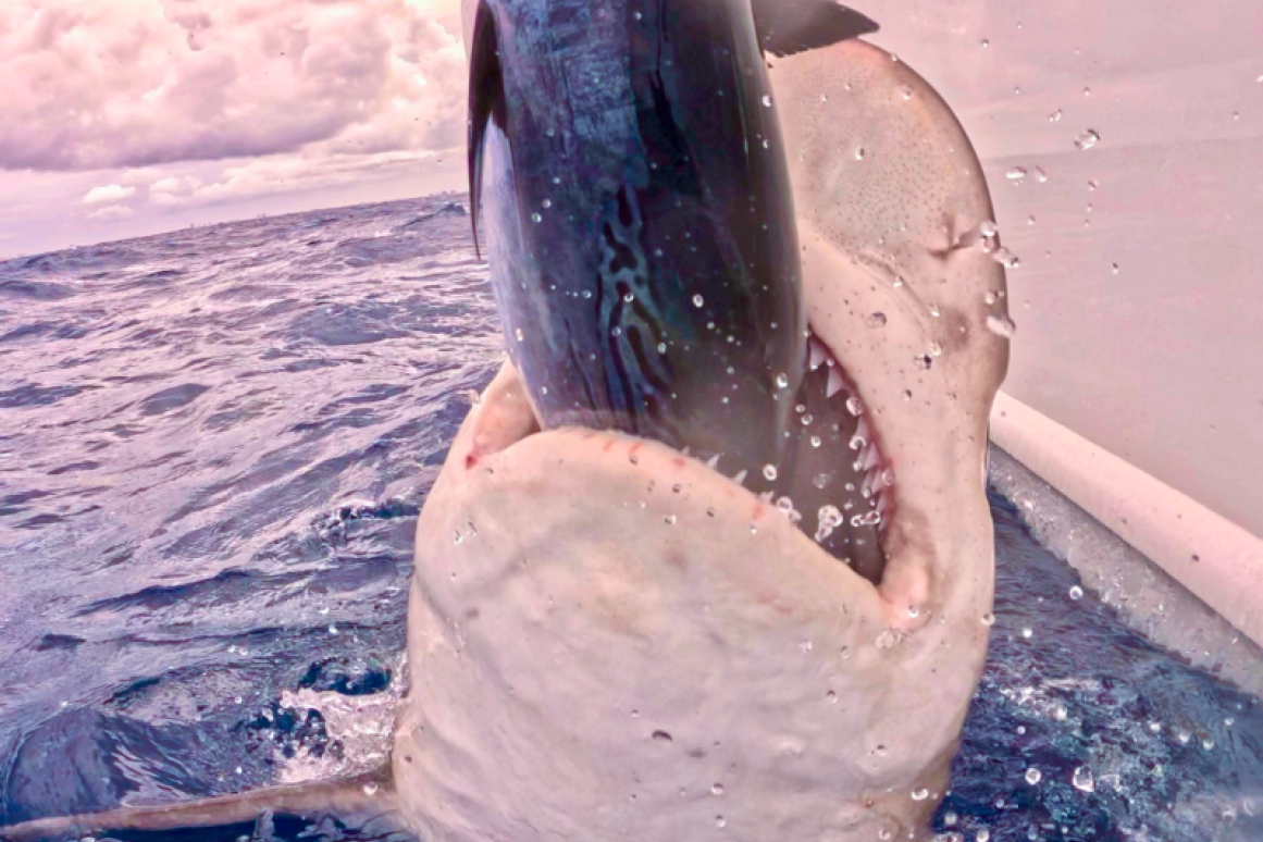 Sandbar Shark Feeding
