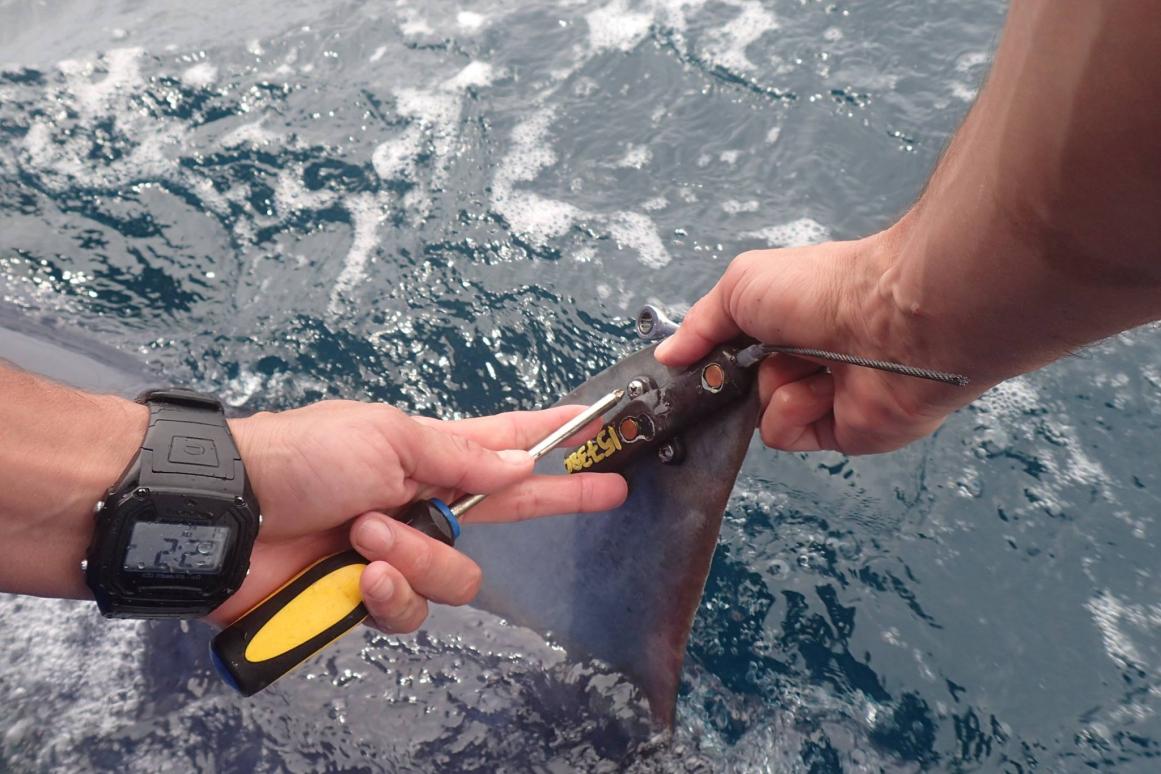 shark tagging