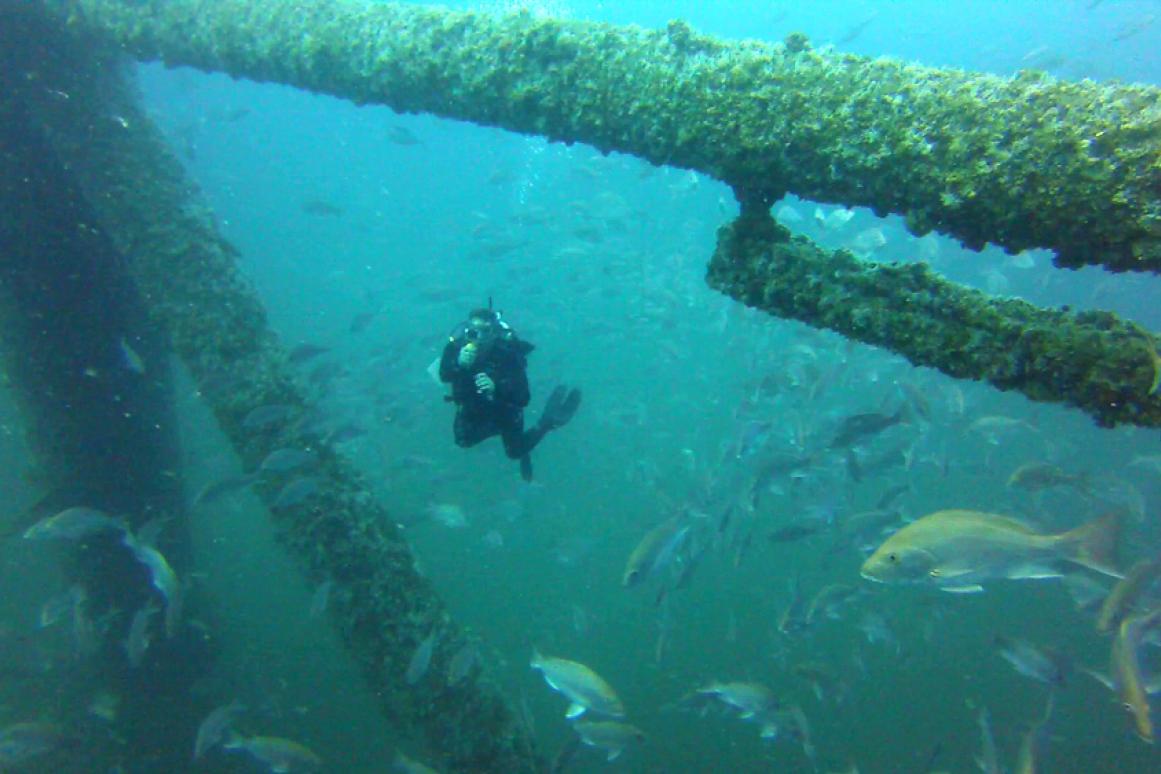 Dr. Stunz diving with red snapper