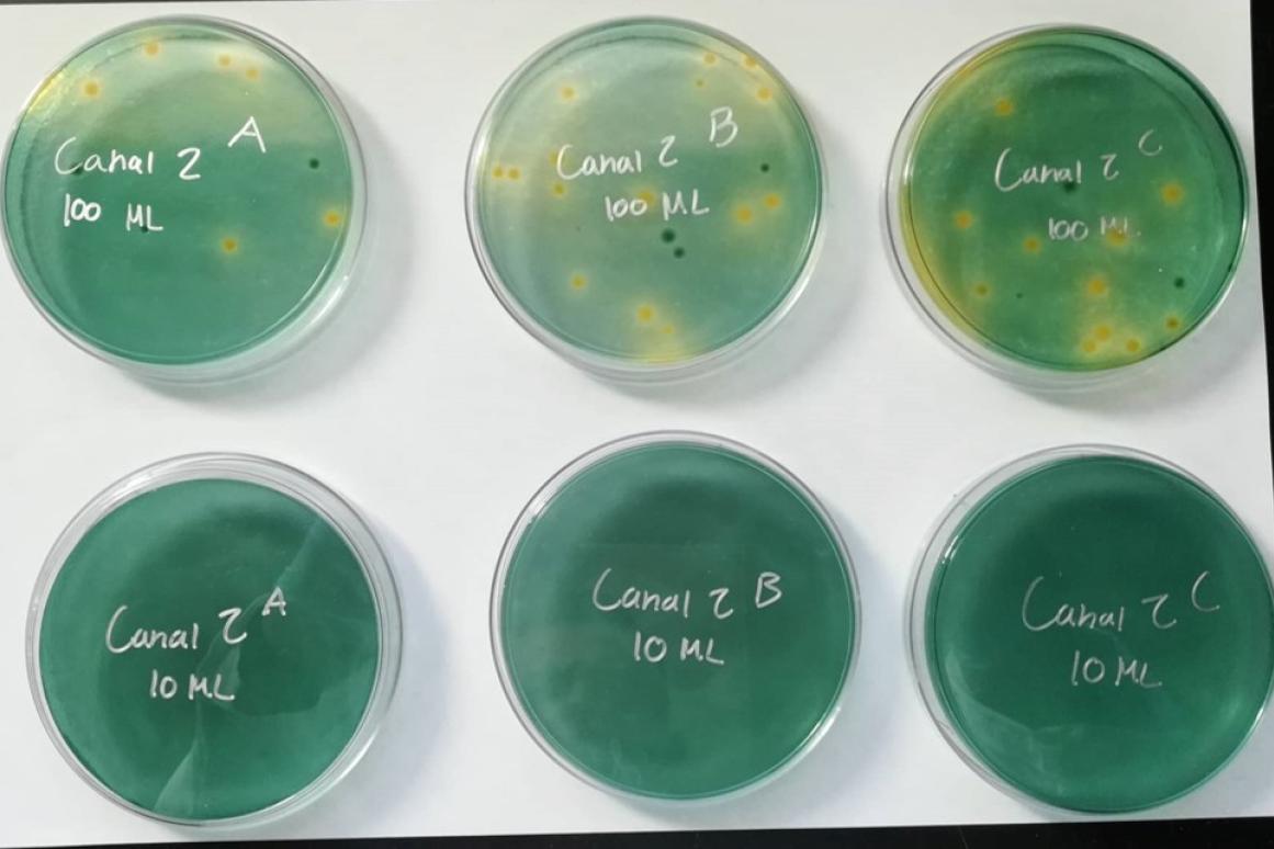 Vibrio cultures