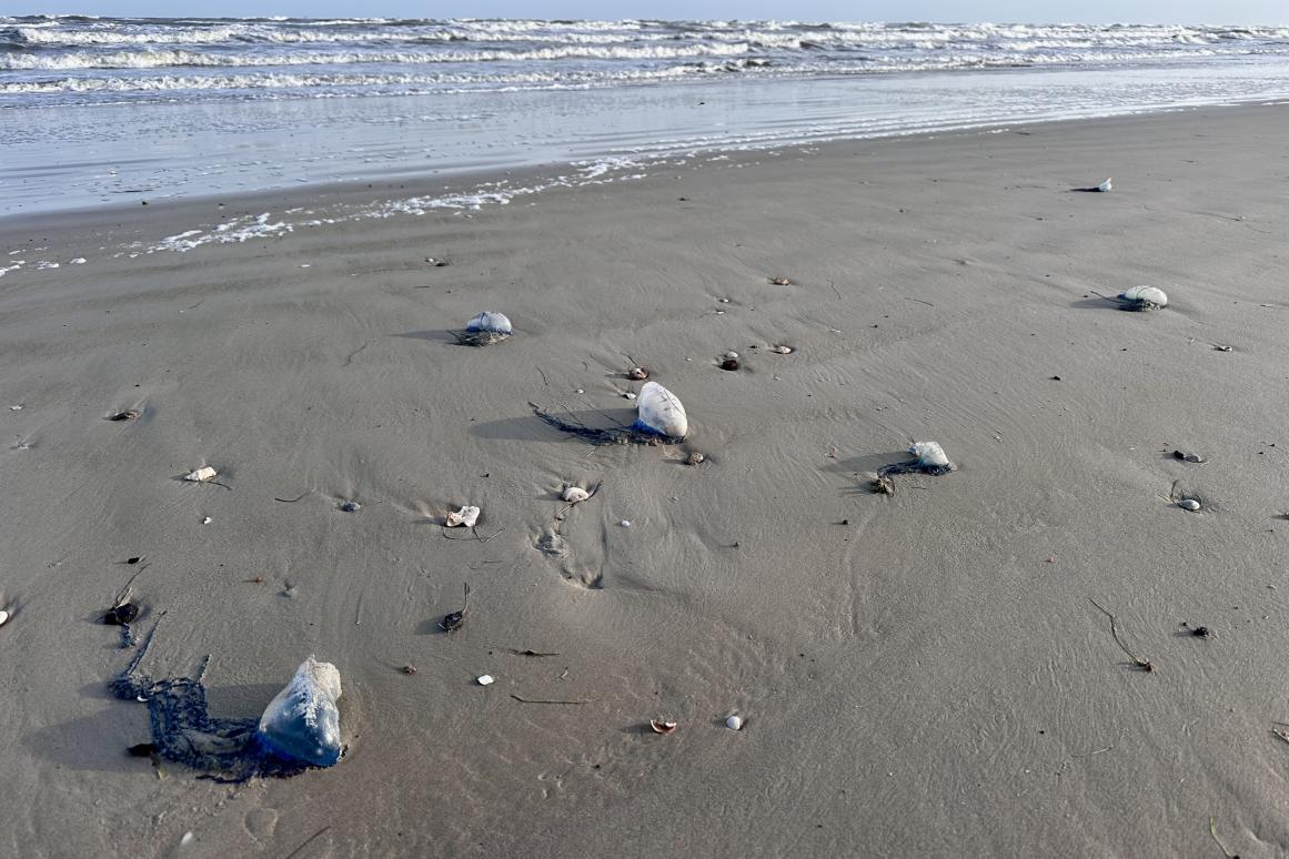 Man O War on North Padre Island