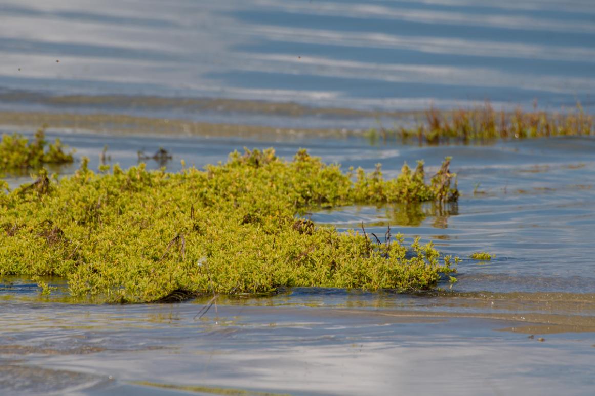 marsh shoreline