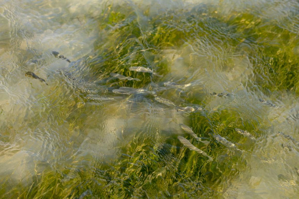 Juvenile fish swim over seagrass and bare bottom in shallow bay water in south Texas