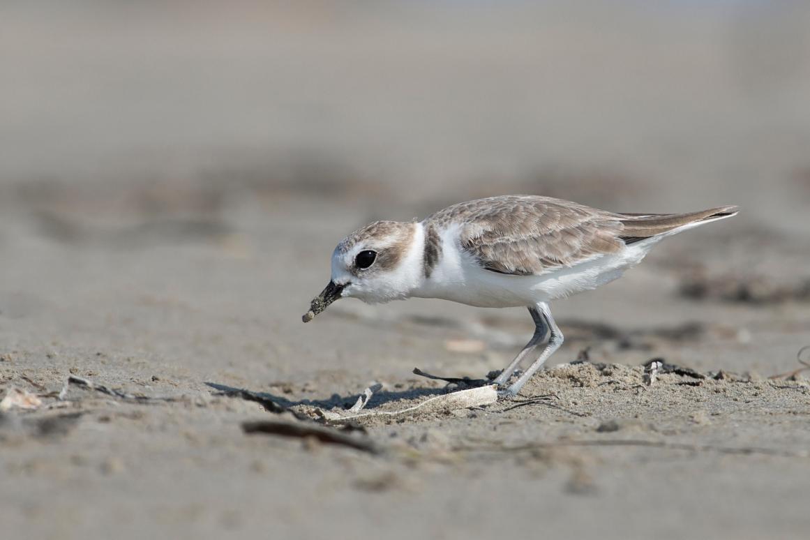 Snowy Plover