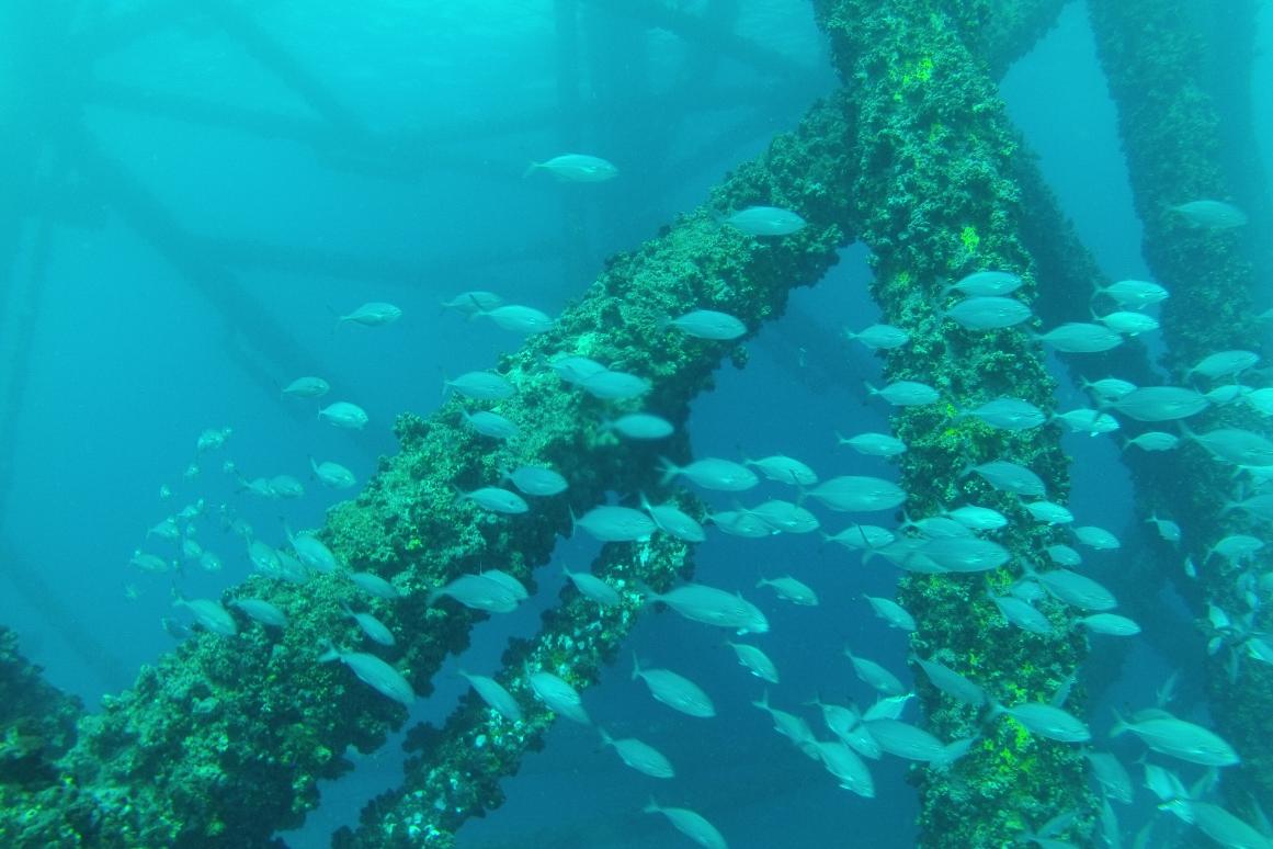 artificial reef benefits