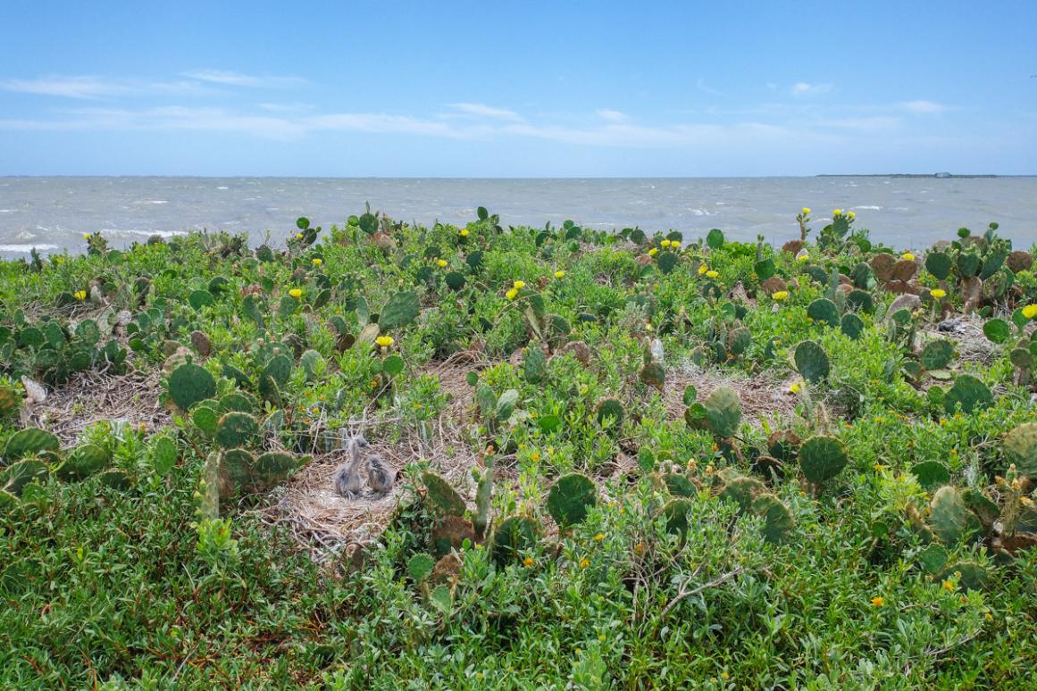 nesting waterbirds on island