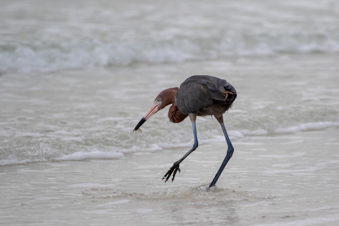 reddish egret