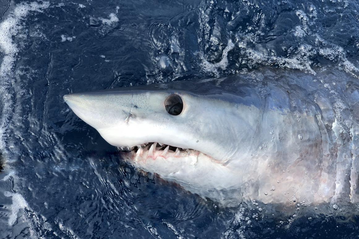 mako shark