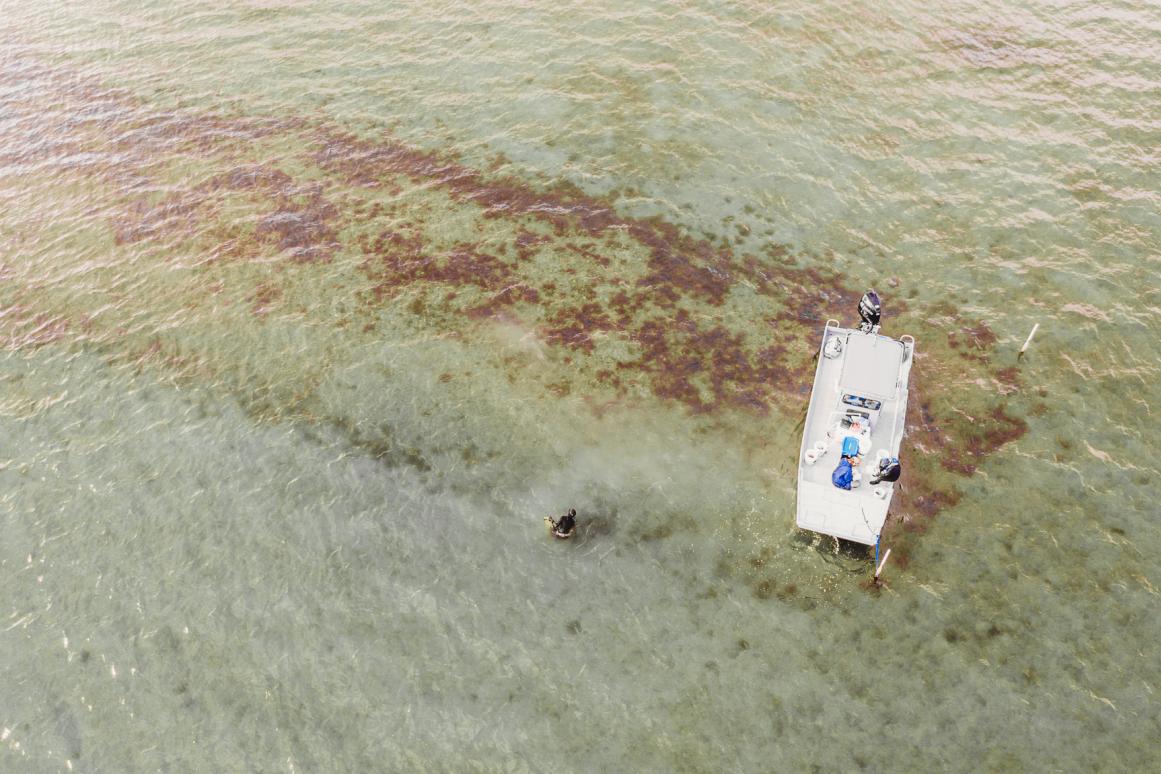 restored oyster reef