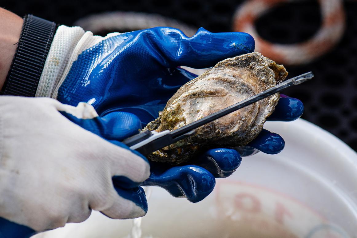 Measuring an oyster