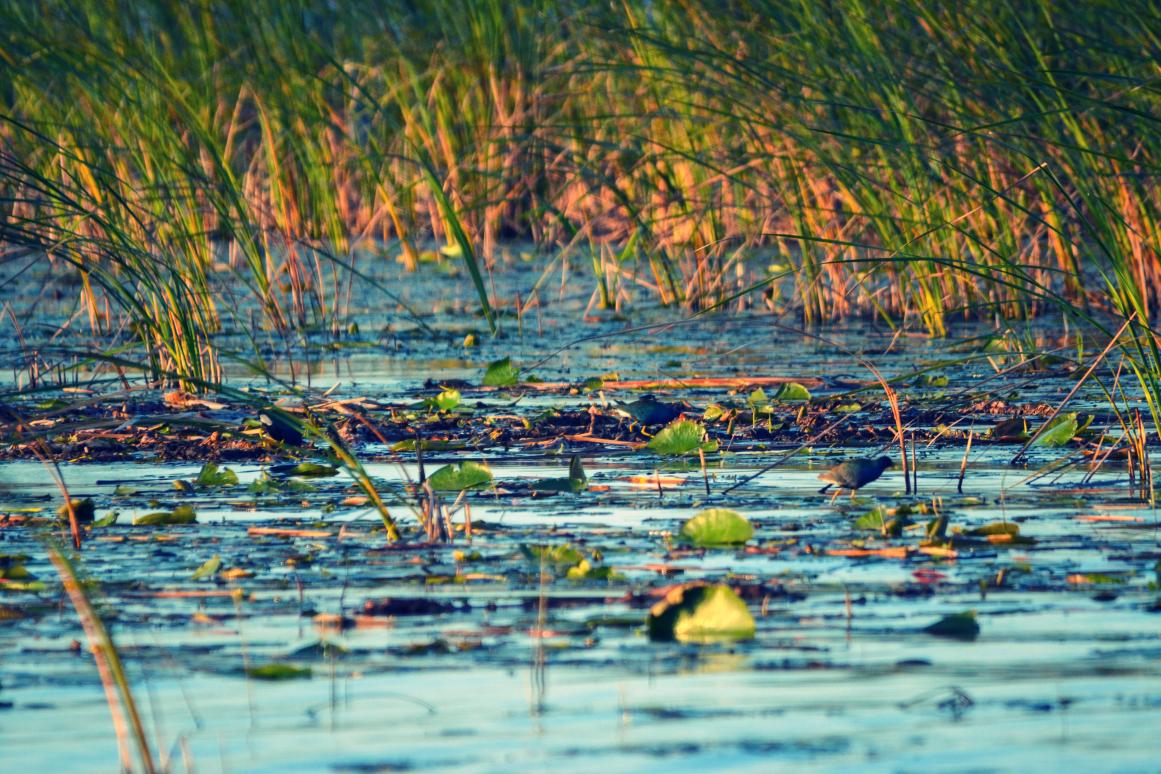 Stock photo of marsh