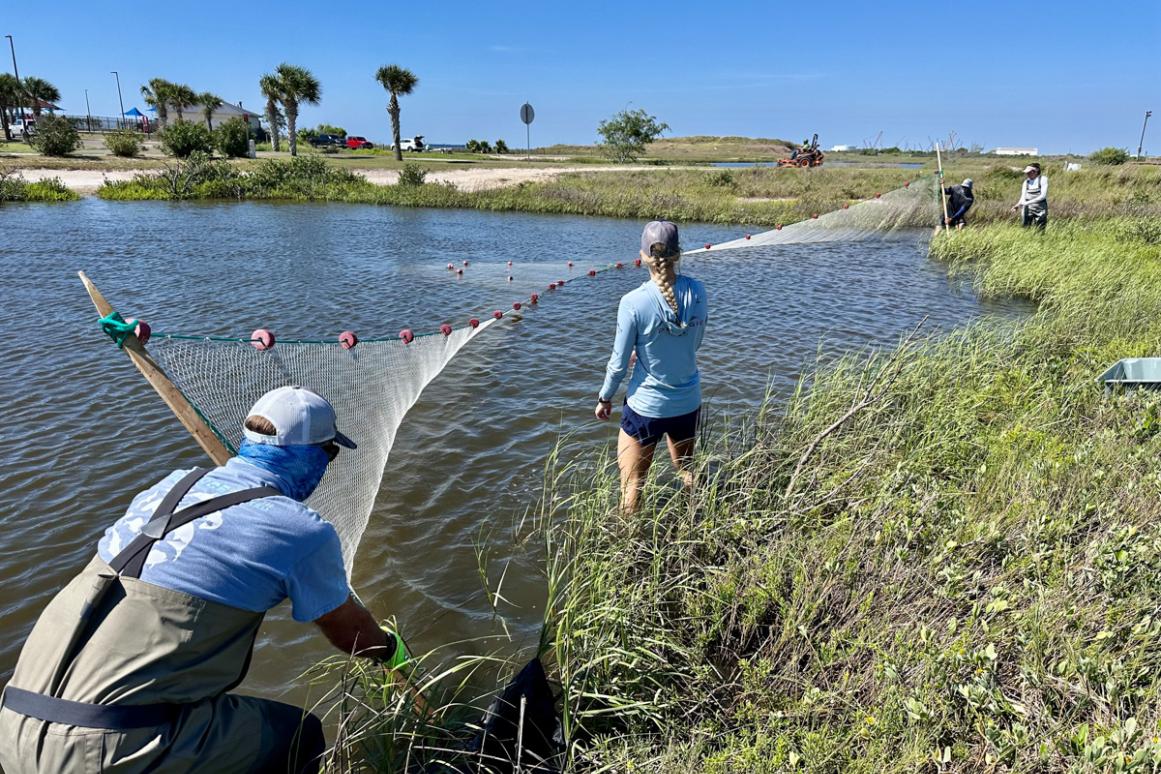 Snook and juvenile tarpon study