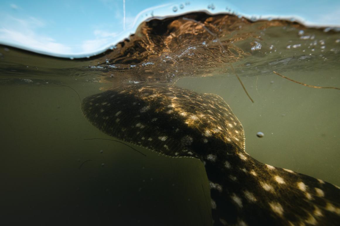 southern flounder swimming in Texas bay