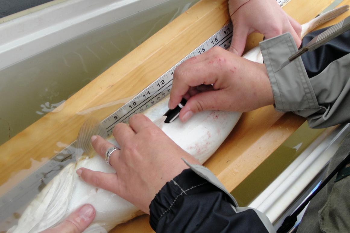 Implanting a "pinger" into a Spotted Seatrout 