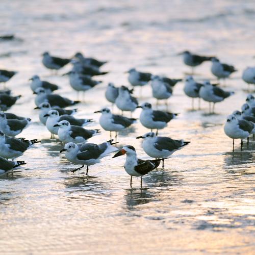 Center for Coastal and Marine Ecosystems