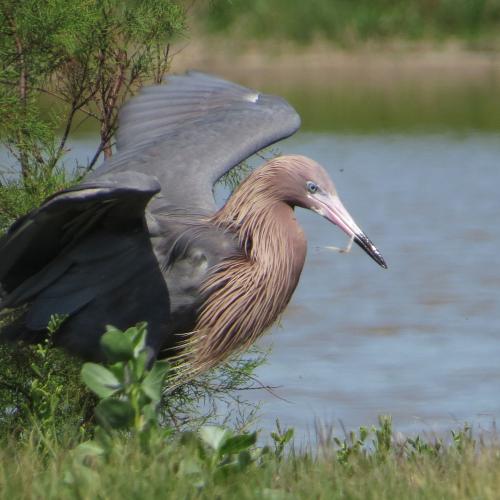 Reddish Egret