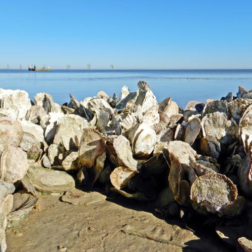 oyster reefs