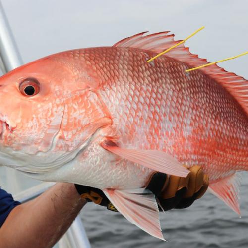 tagged red snapper