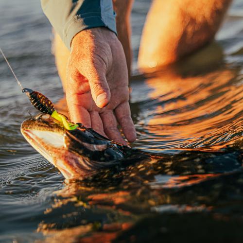 Southern Flounder