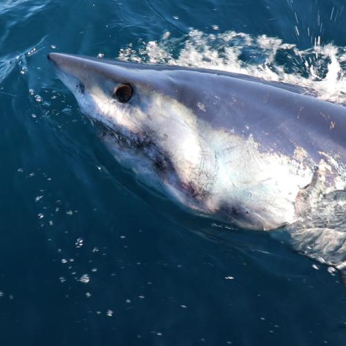 mako shark