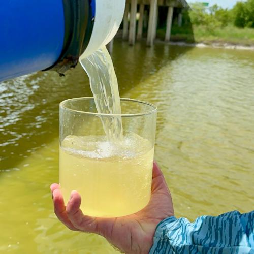 Phytoplankton in water