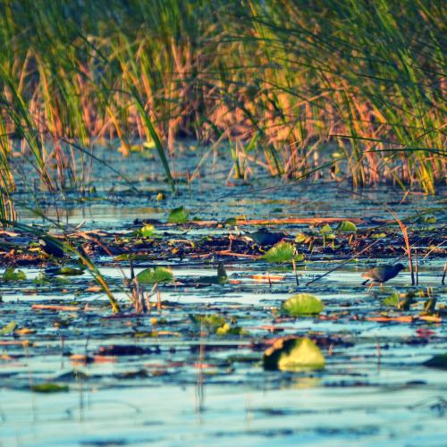 Stock photo of marsh