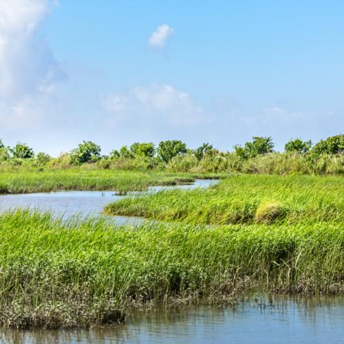 Saltmarsh