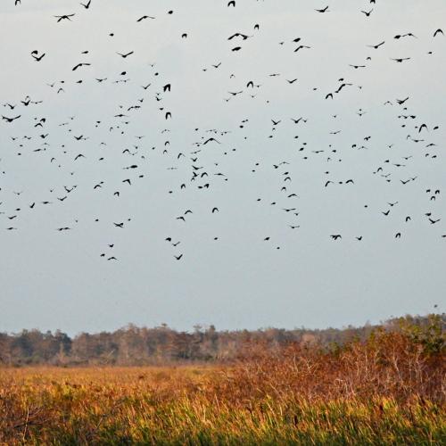 Birds in Everglades