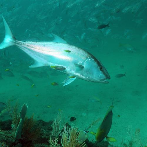 Greater Amberjack