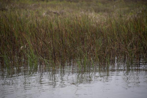 Estuarine habitat in Colorado River Delta